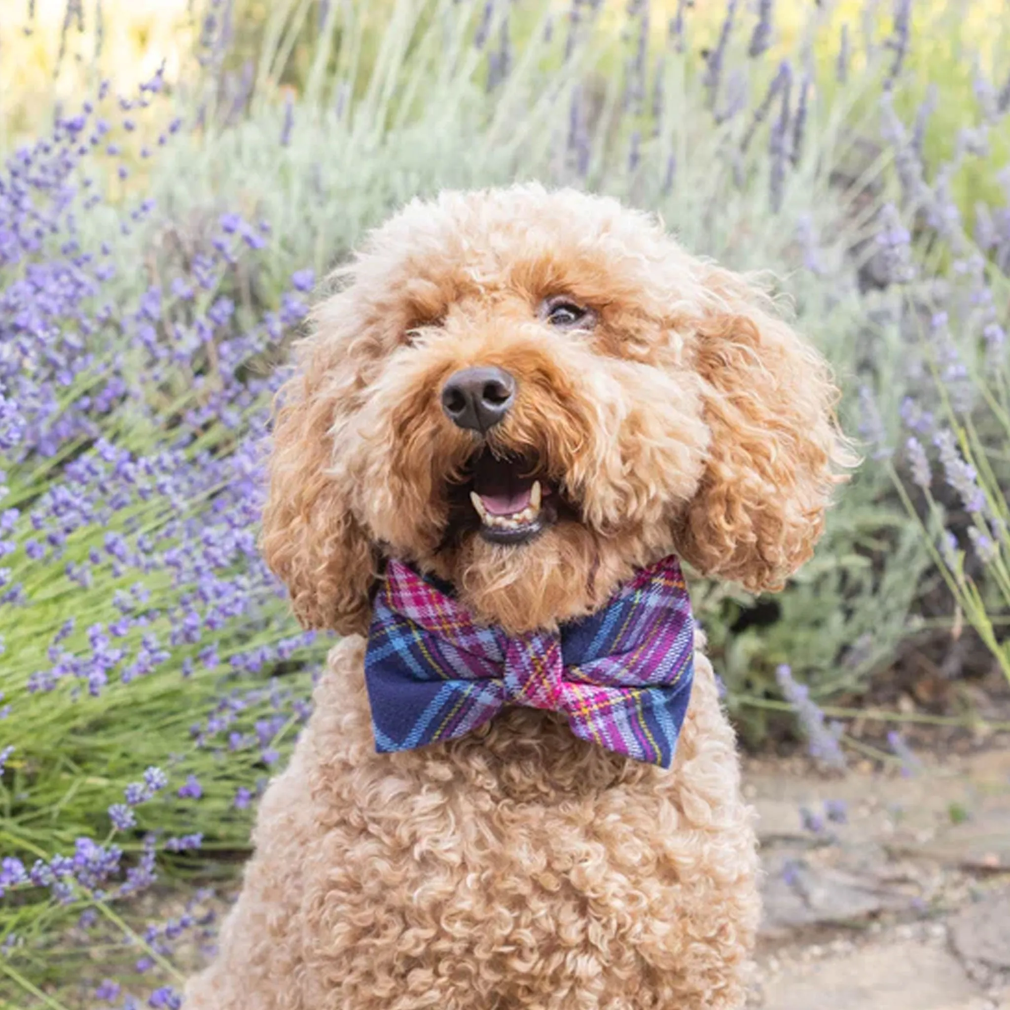 The Foggy Dog Bowtie - Camilla Plaid
